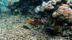 Monotaxis heterodon