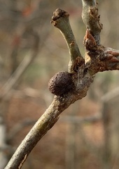 Disholcaspis quercusglobulus