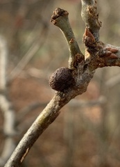 Disholcaspis quercusglobulus