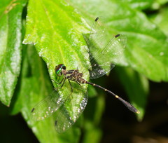 Nannophlebia eludens