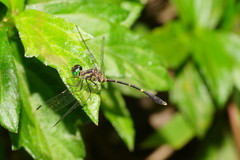 Nannophlebia eludens