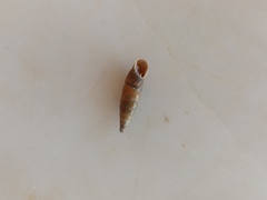 Papillifera papillaris