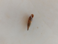 Papillifera papillaris