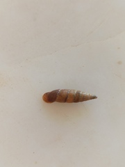 Papillifera papillaris