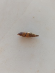 Papillifera papillaris