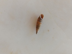 Papillifera papillaris