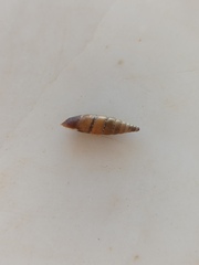 Papillifera papillaris