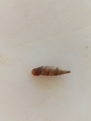 Papillifera papillaris