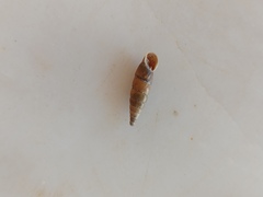 Papillifera papillaris