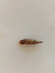 Papillifera papillaris