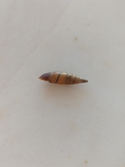 Papillifera papillaris