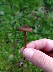 Entoloma vernum