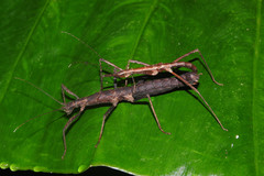 Neohirasea hongkongensis