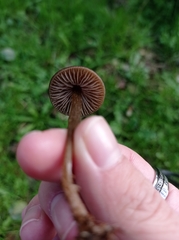Entoloma vernum