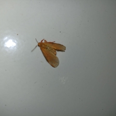 Lepidoptera