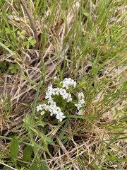 Asperula