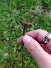 Entoloma vernum