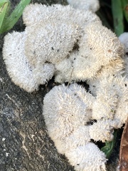 Schizophyllum commune