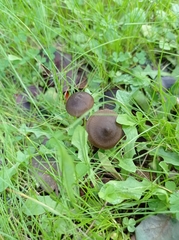 Entoloma vernum