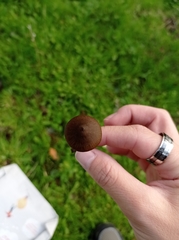Entoloma vernum