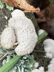 Schizophyllum commune