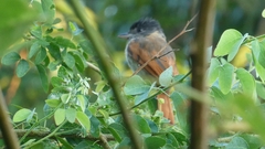 Pachyramphus aglaiae