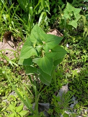 Malvaviscus arboreus