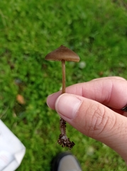 Entoloma vernum