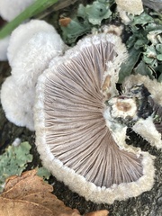 Schizophyllum commune