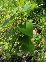 Malvaviscus arboreus