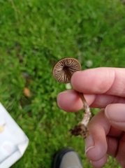 Entoloma vernum