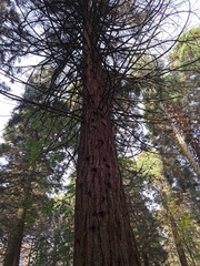 Sequoioideae