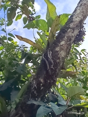 Niphidium crassifolium