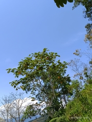 Cecropia obtusifolia
