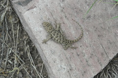 Sceloporus