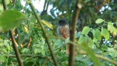 Pachyramphus aglaiae