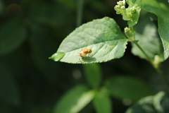 Eristalinus flavus