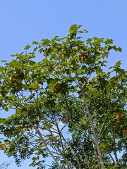 Cecropia obtusifolia