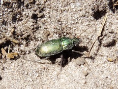 Poecilus versicolor