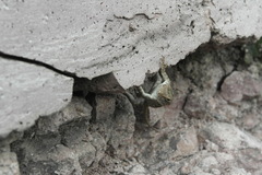Sceloporus