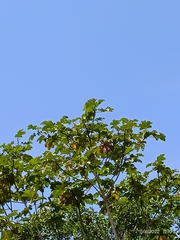 Cecropia obtusifolia