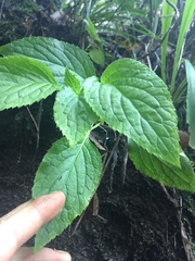 Lobelia physaloides