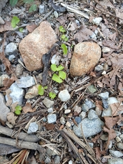 Hydrocotyle leucocephala