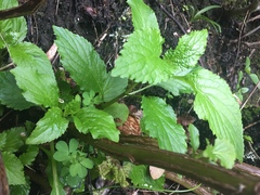 Lobelia physaloides