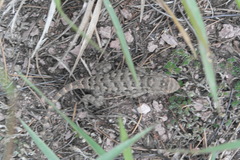 Sceloporus