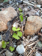 Hydrocotyle leucocephala