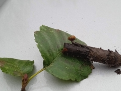 Rutstroemia alni