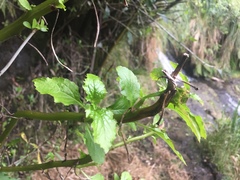 Lobelia physaloides