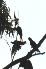 Calyptorhynchus banksii