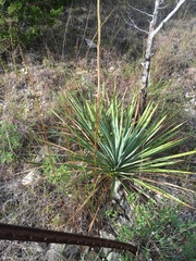 Yucca pallida